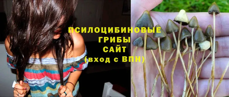 где купить   Ступино  Псилоцибиновые грибы Psilocybine cubensis 